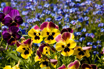 pansies - viola tricolor