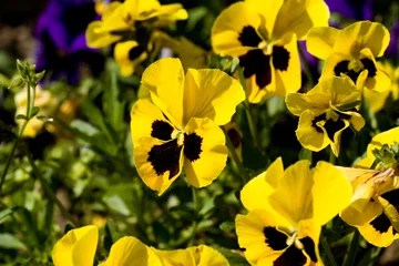 Tableau sur plexiglas Pensées pensées - alto tricolore  © dinostock