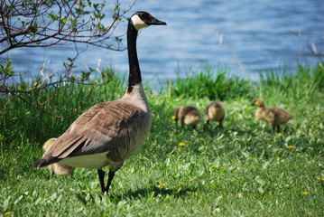 Goose and goslings