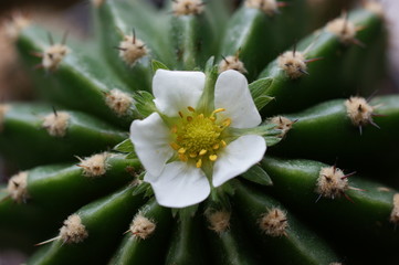 kaktus schmückt sich mit fremden federn