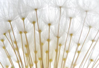 Photo sur Plexiglas Dent de lion et leau graines de pissenlit blanc doux