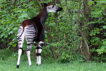 Obraz premium Okapi