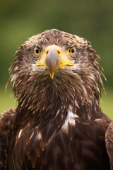 Young bald eagle looking at you