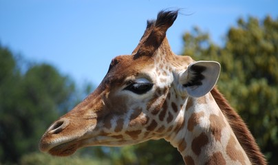Tête de girafe