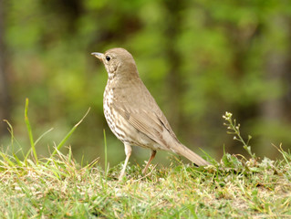 thrush