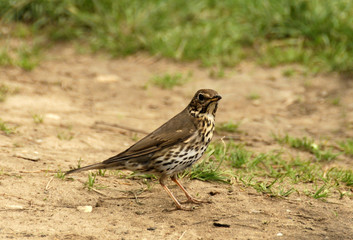 thrush