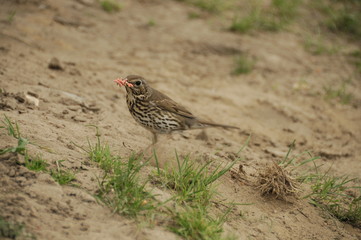 thrush