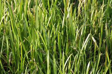 Fototapeta premium green grass