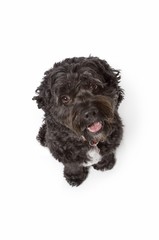Black Bichon-Cocker Spaniel dog