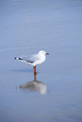 Naklejka premium Seagull