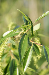 a weaping willow