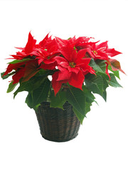 Weihnachtsstern ,Euphorbia pulcherrima,