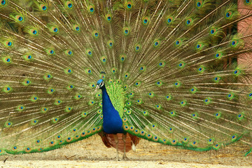 Obraz premium pavone