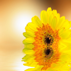 Gerbera in sunset with water reflection