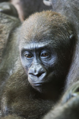 Fototapeta premium bébé orang outang