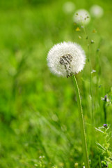 Dandelion