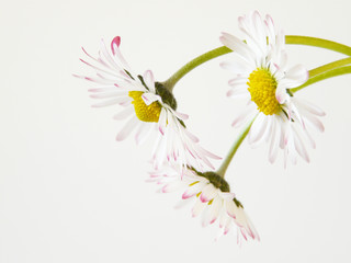 Gänseblümchen III