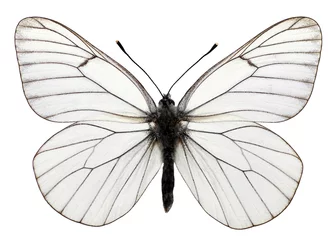 Foto auf Acrylglas Schmetterling Schmetterlingsausschnitt The Gazé Aporia crataegi