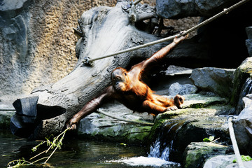 Orang Utan beim Angeln