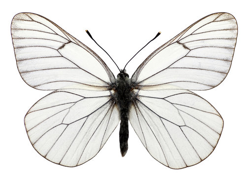 Fototapeta Détourage papillon Le Gazé Aporia crataegi