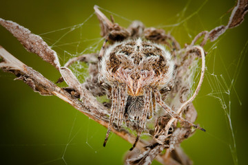 airaignée mimétisme camouflage insecte piqûre stratégie attente