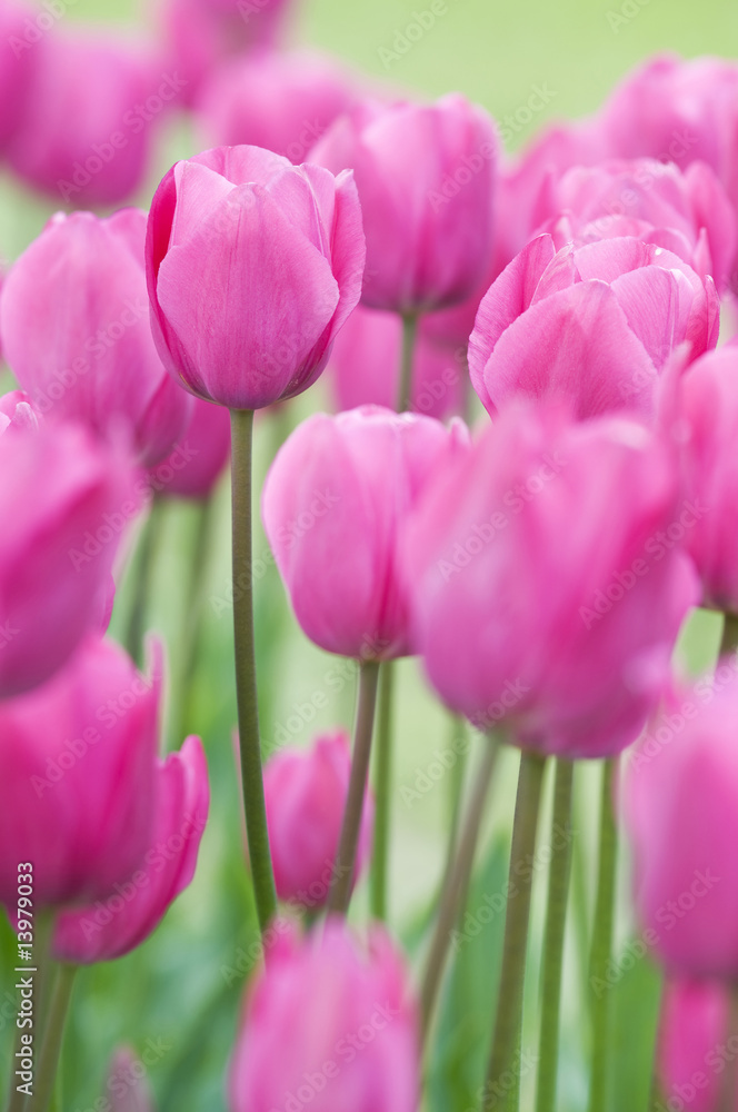 Wall mural Pink tulips