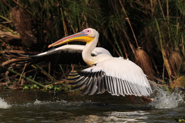 Great White Pelican (Pelecanus onocrotalus), lake Nakuru, Kenya