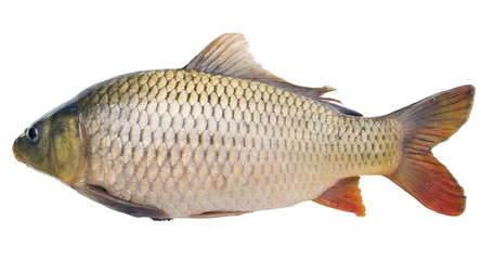 big fat carp  isolated on white background