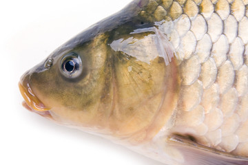 head   of big carp isolated on white