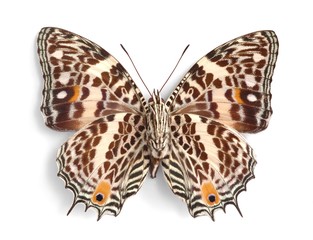 Baeotus deucalion (underside)