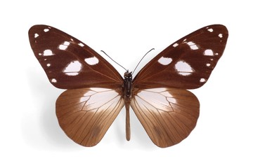 Obraz premium Amauris tartarea