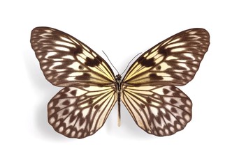 Idea leuconoe coesena