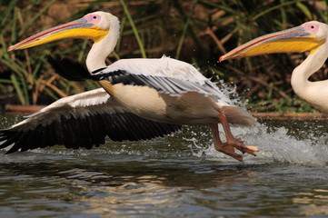 Great White Pelican (Pelecanus onocrotalus), lake Nakuru, Kenya