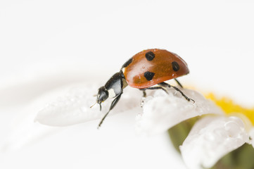 Ladybird on daisy flower