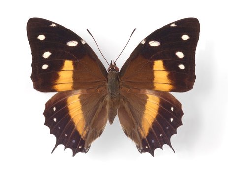 Baeotus deucalion