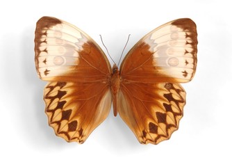 Stichopthalma louisa