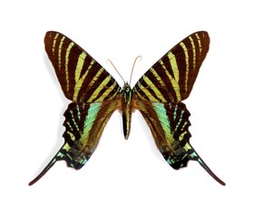 Obraz premium Urania boisduvalii