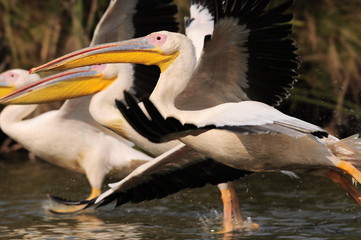 Great White Pelican (Pelecanus onocrotalus), lake Nakuru, Kenya