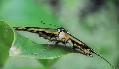 Ritterfalter