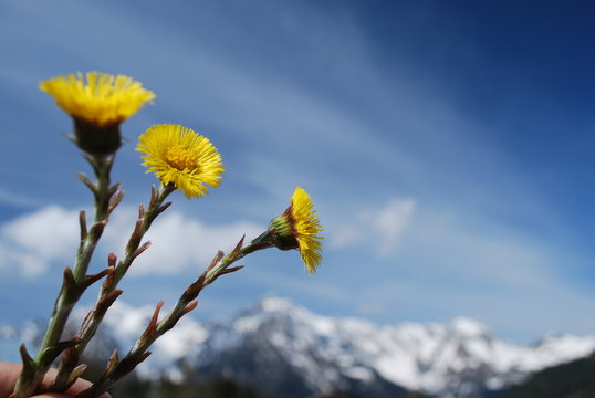 Raggi di fiori