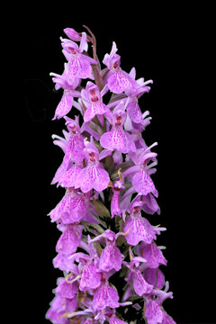 Pink Orchid