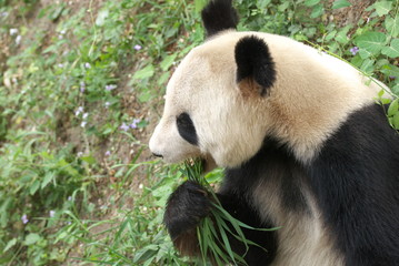 Fototapeta na wymiar giant panda