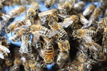 abeille à la ruche