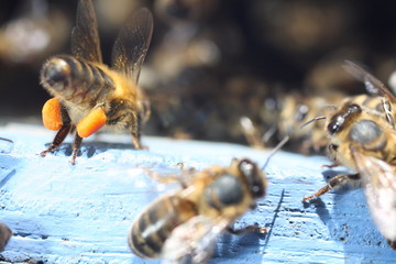 abeille à la ruche