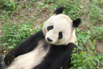 giant panda