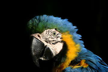 Blue Gold Macaw (Ara ararauna) Portrait II