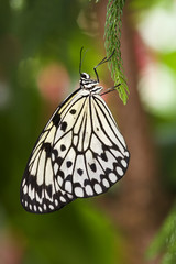 Butterfly - Rice Paper