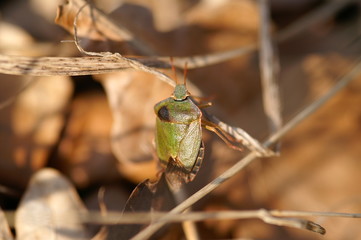 Grüne Stinkwanze