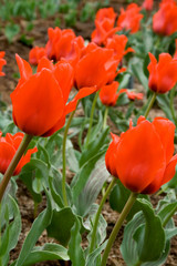 Obraz premium Tulips outdoor