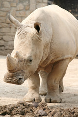 Naklejka premium rinoceronte